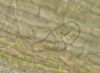 image of Sechium edule