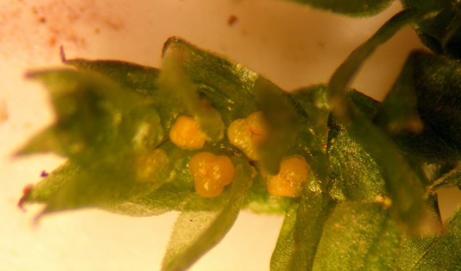 Selaginellaceae Selaginella 