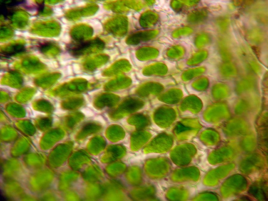 Selaginellaceae Selaginella 