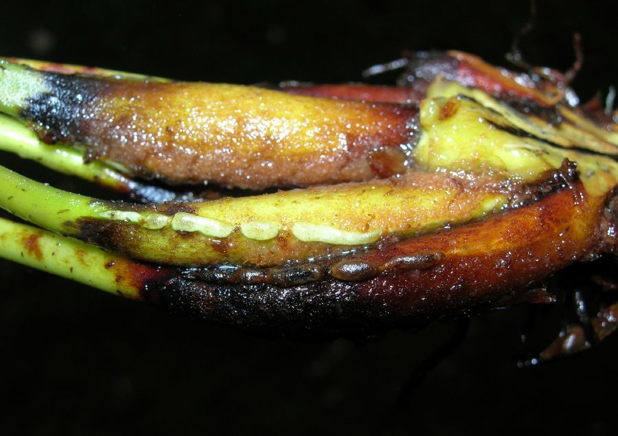 Blechnaceae Parablechnum loxense
