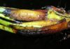 image of Parablechnum loxense