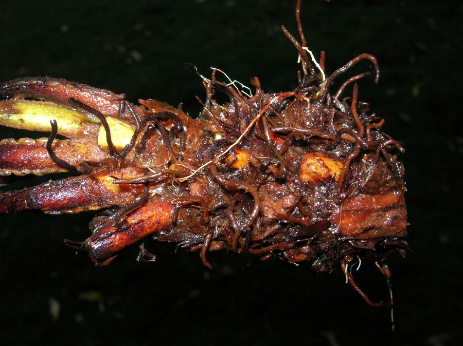 Blechnaceae Parablechnum loxense