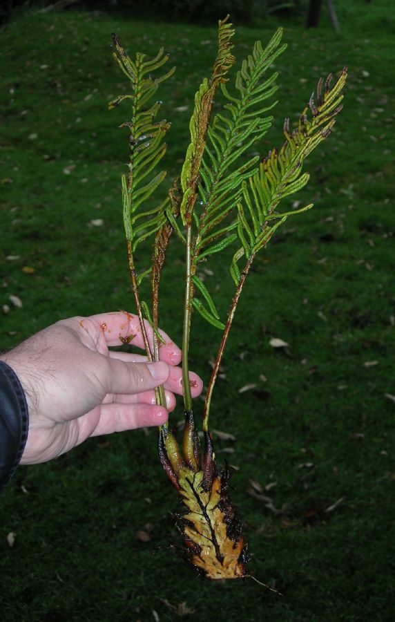 Blechnaceae Parablechnum loxense