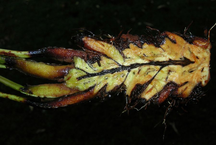 Blechnaceae Parablechnum loxense