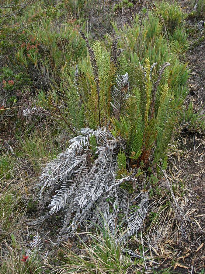 Blechnaceae Parablechnum loxense