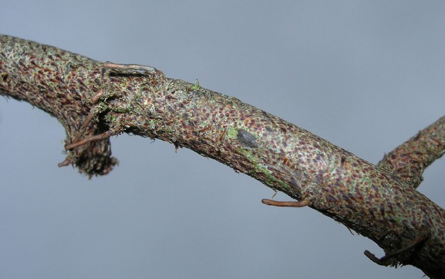 Polypodiaceae Pleopeltis myriolepis