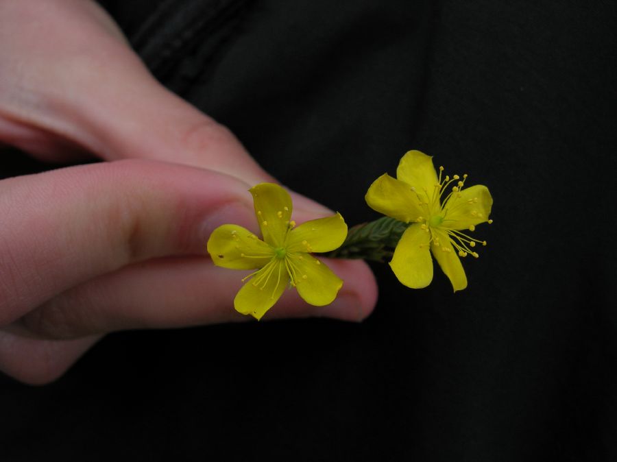 Hypericaceae Hypericum 
