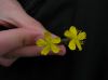 image of Hypericum 