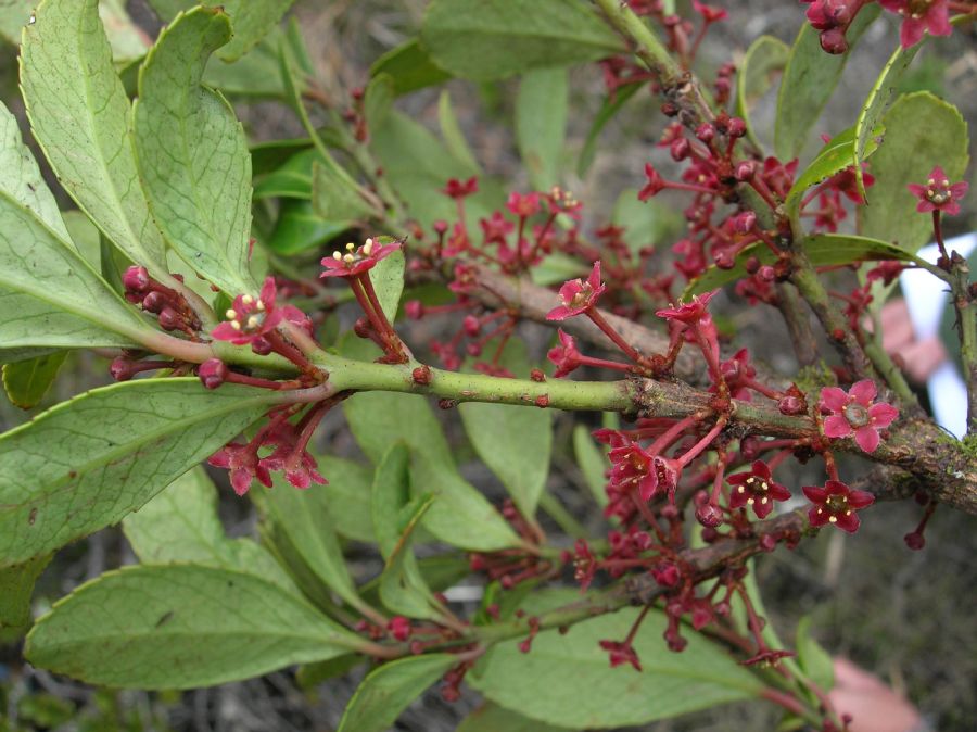Celastraceae Maytenus 