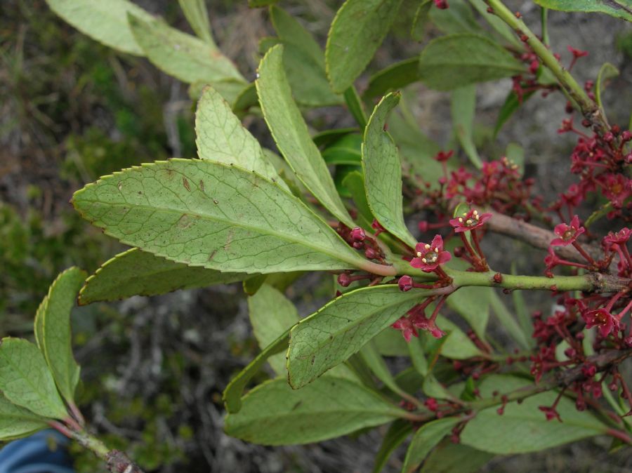 Celastraceae Maytenus 