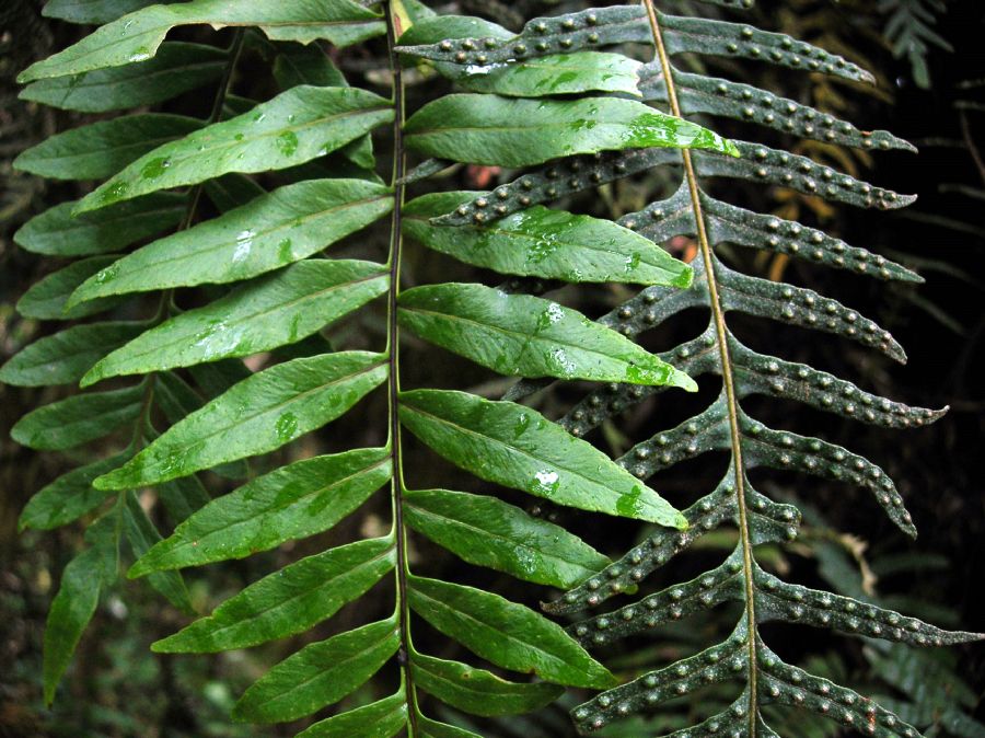 Polypodiaceae Pleopeltis montigena