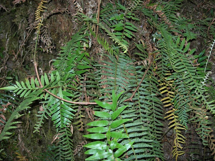 Polypodiaceae Pleopeltis montigena