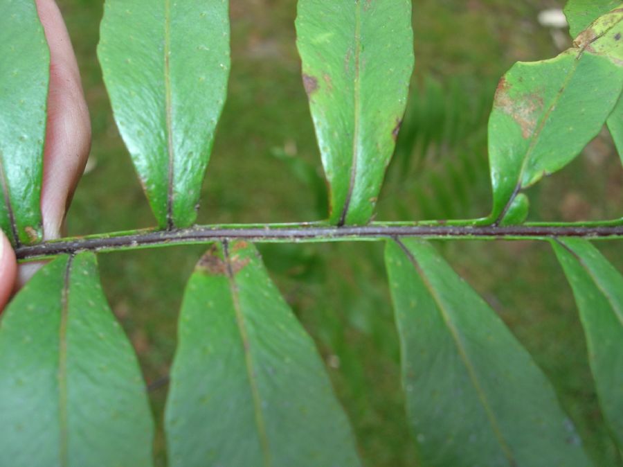Polypodiaceae Pleopeltis montigena