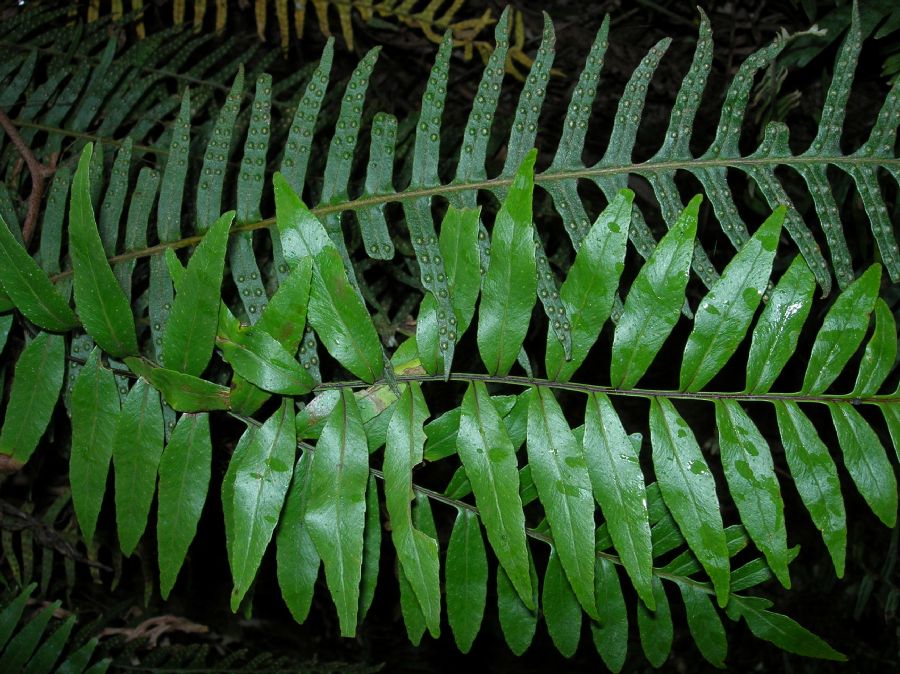 Polypodiaceae Pleopeltis montigena