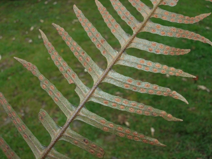 Polypodiaceae Pleopeltis myriolepis
