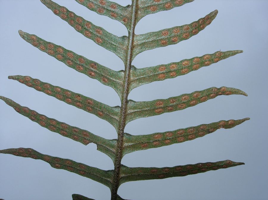 Polypodiaceae Pleopeltis myriolepis