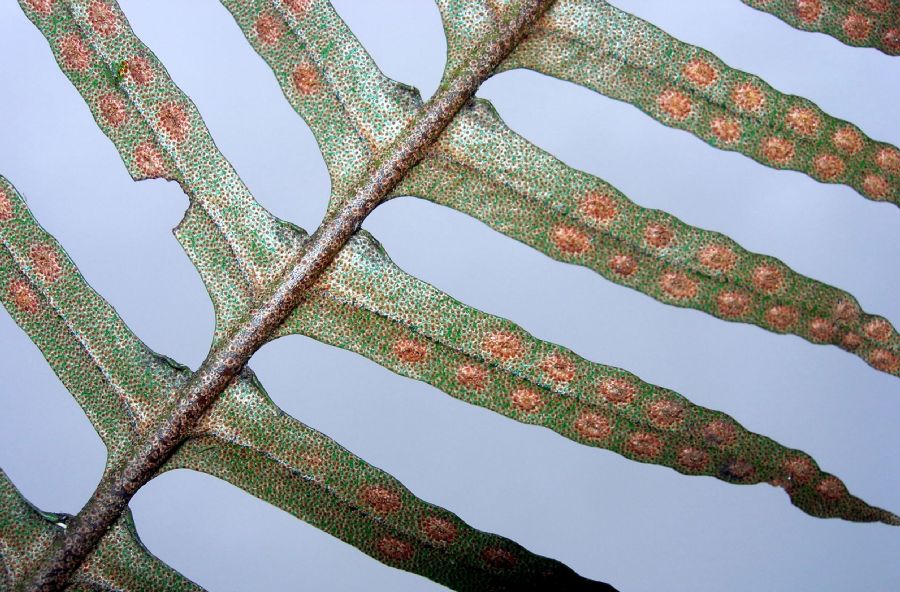 Polypodiaceae Pleopeltis myriolepis