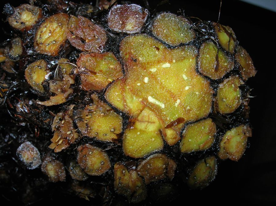 Dryopteridaceae Polystichum 