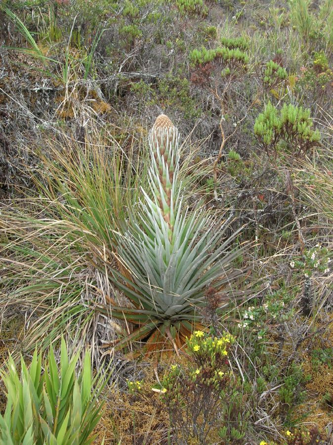 Bromeliaceae Puya dasylirioides