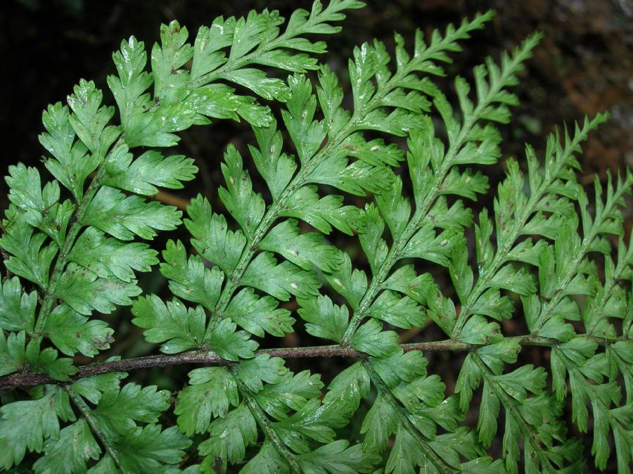 Aspleniaceae Asplenium achilleifolium