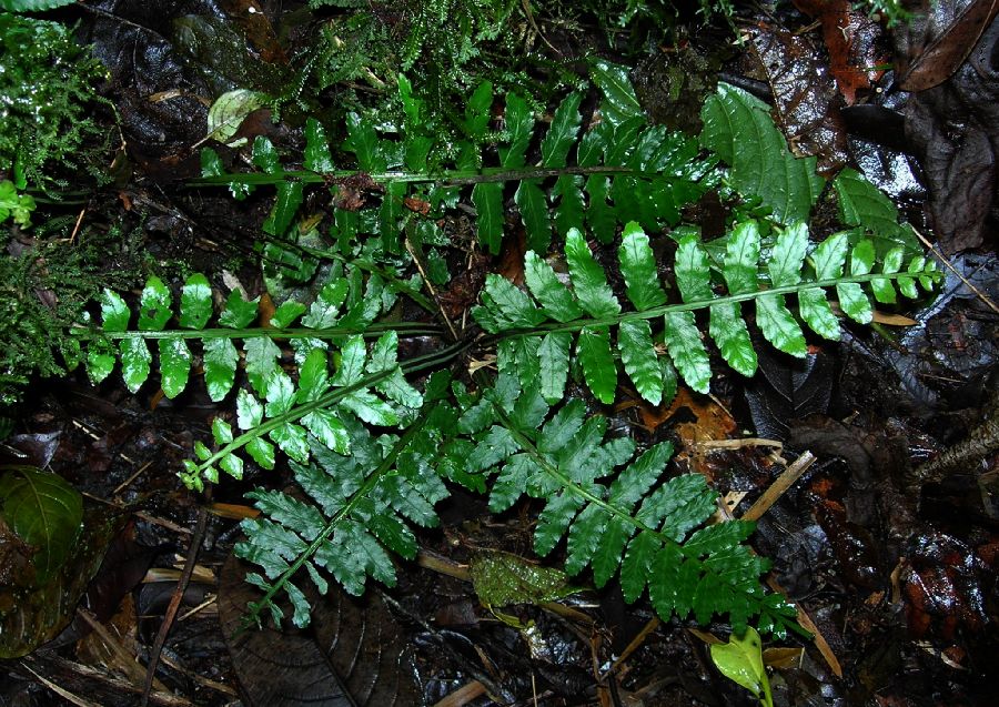 Aspleniaceae Asplenium alatum