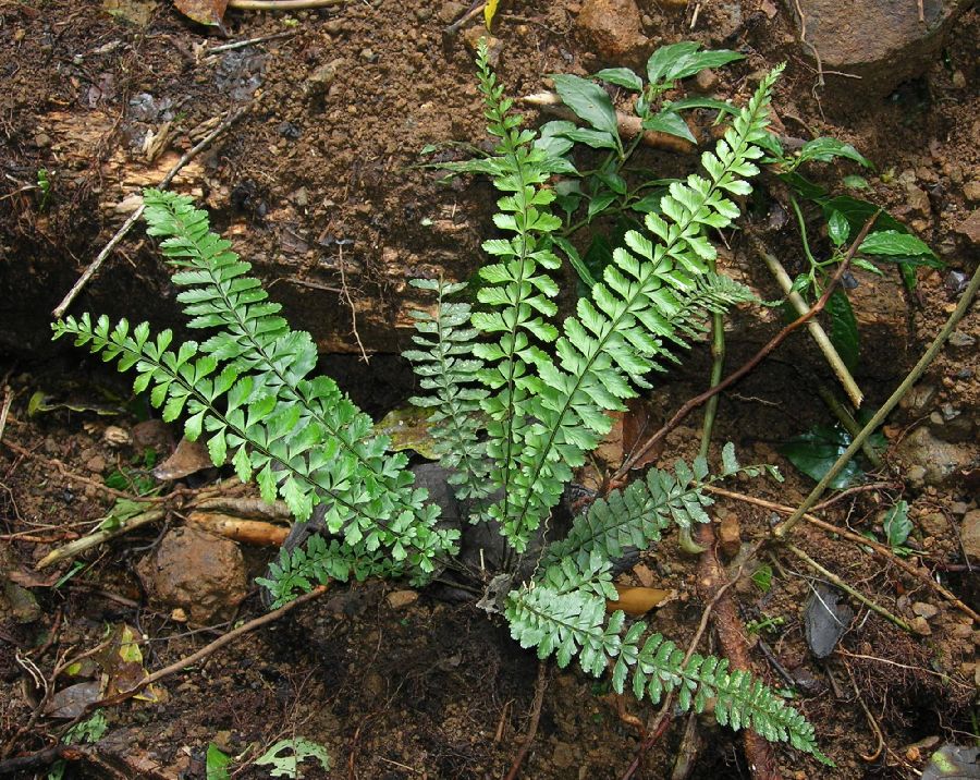 Aspleniaceae Asplenium sessilifolium