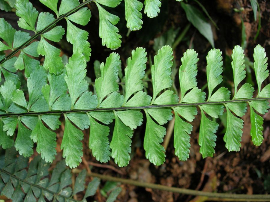 Aspleniaceae Asplenium sessilifolium