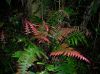 image of Austroblechnum divergens