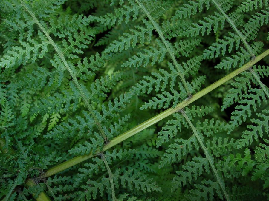Dennstaedtiaceae Dennstaedtia cicutaria