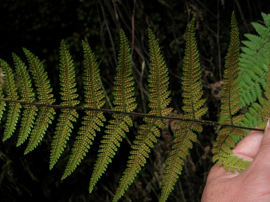 Dennstaedtiaceae Hypolepis rugosula