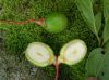 image of Ocotea floribunda