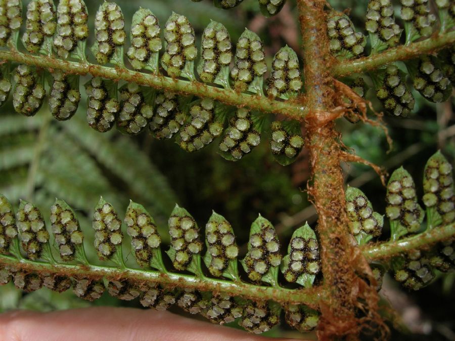 Dryopteridaceae Polystichum concinnum