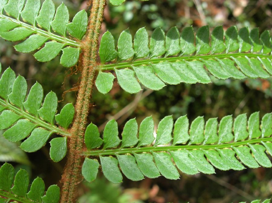 Dryopteridaceae Polystichum concinnum