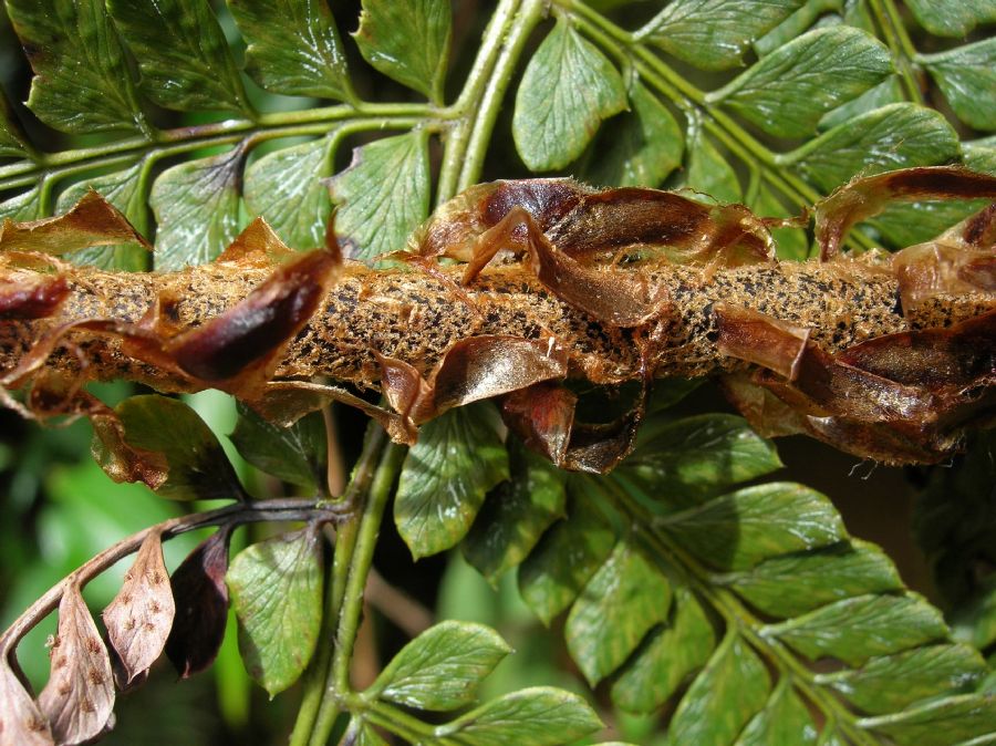 Dryopteridaceae Polystichum concinnum