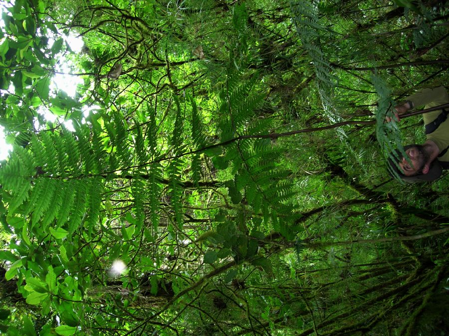 Pteridaceae Pteris livida