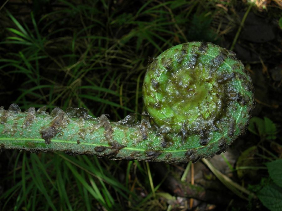 Pteridaceae Pteris livida