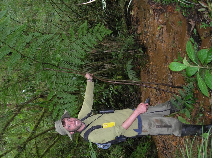 Pteridaceae Pteris livida