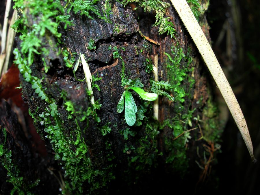 Pteridaceae Vittaria graminifolia