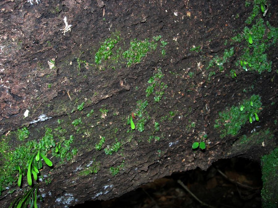 Pteridaceae Vittaria gramminifolia
