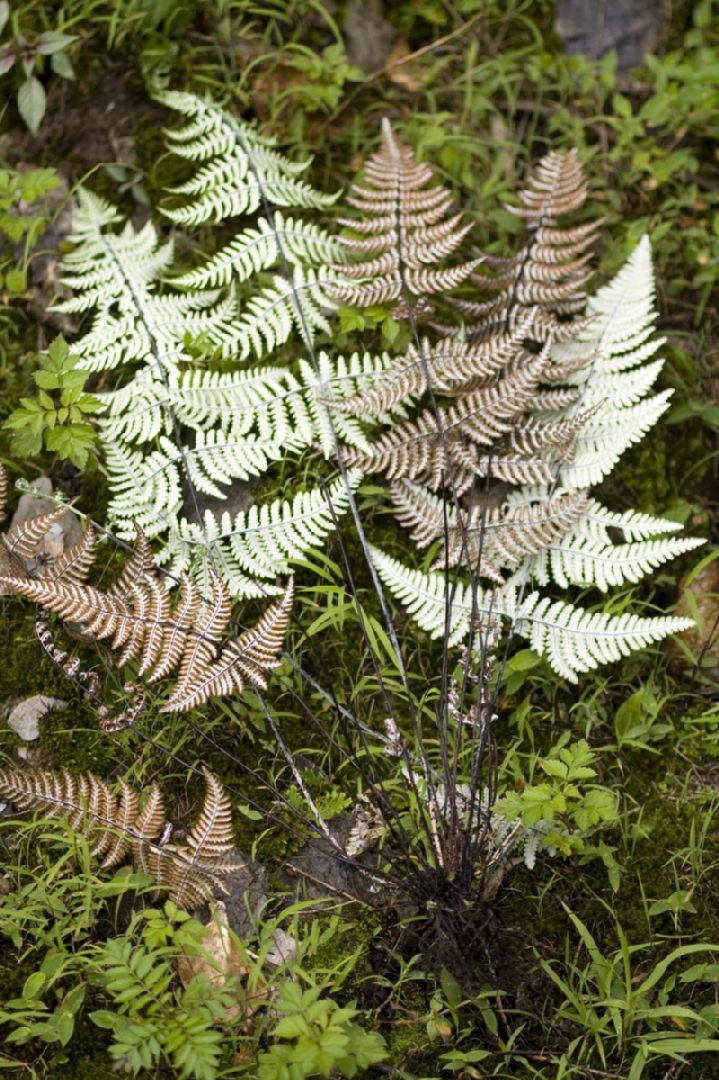 Adiantaceae Aleuritopteris farinosa