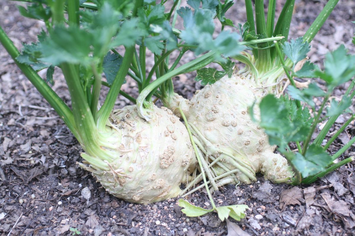Apiaceae Apium graveolens