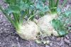 image of Apium graveolens