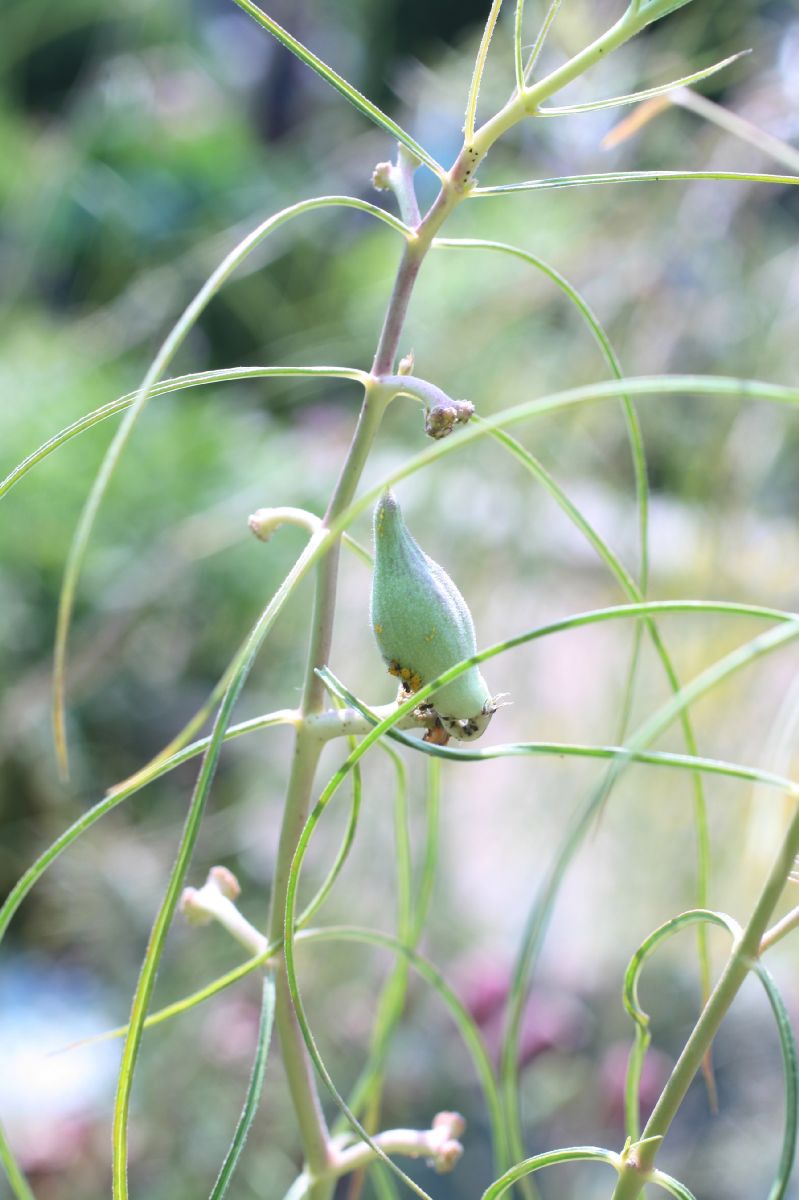 Apocynaceae Asclepias engelmanniana