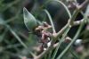 image of Asclepias engelmanniana