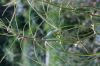 image of Asclepias engelmanniana