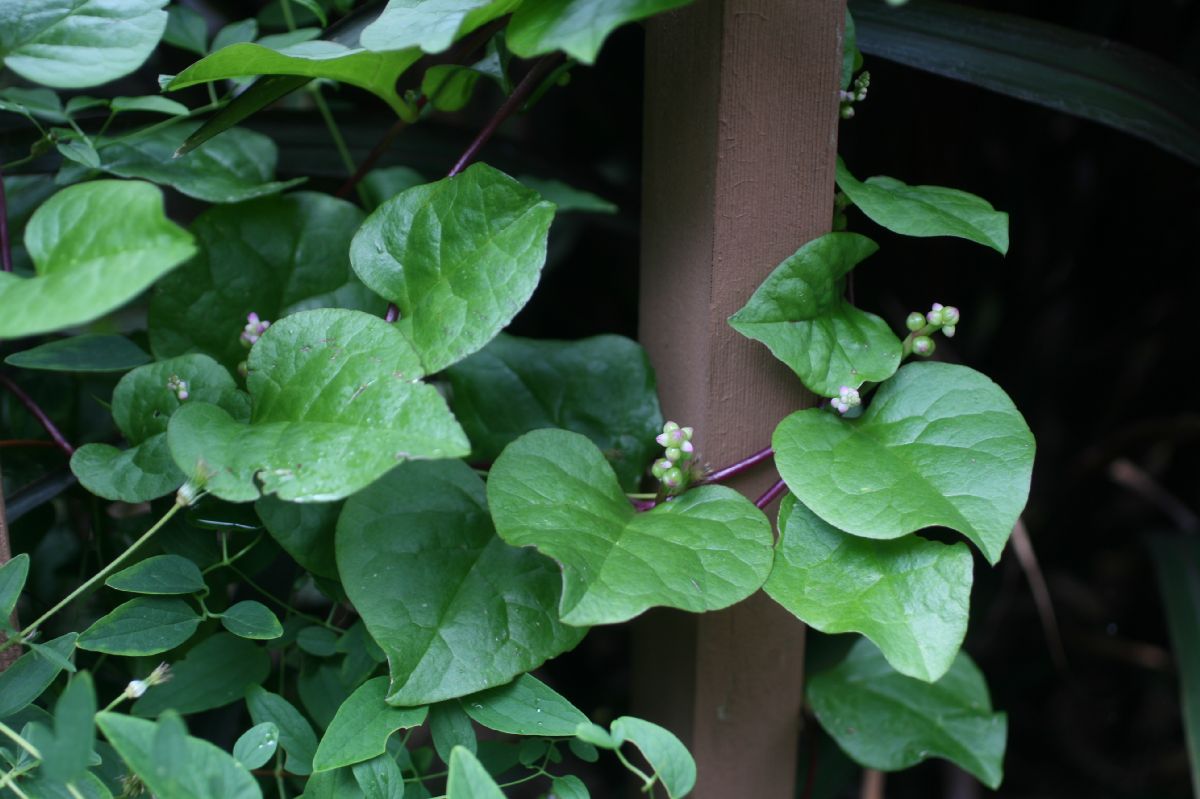 Basellaceae Basella alba