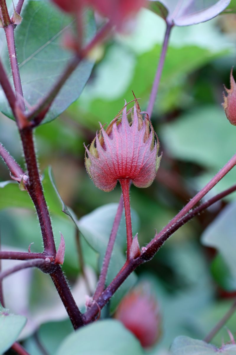 Malvaceae Gossypium hirsutum