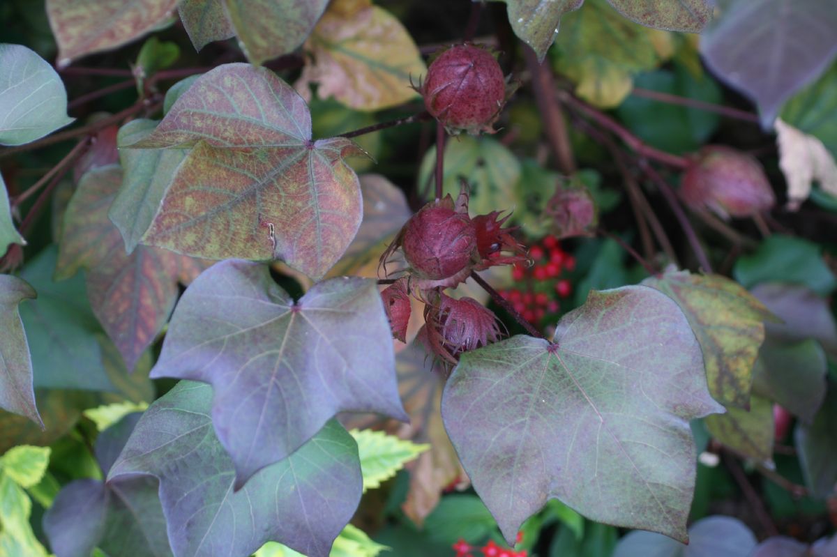 Malvaceae Gossypium hirsutum