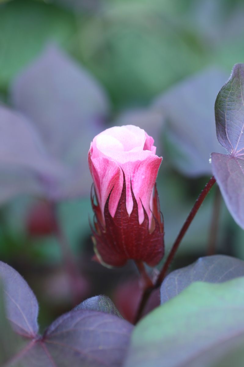 Malvaceae Gossypium hirsutum