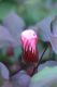 image of Gossypium hirsutum